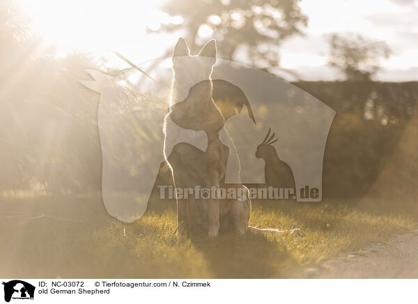 alter Deutscher Schferhund / old German Shepherd / NC-03072