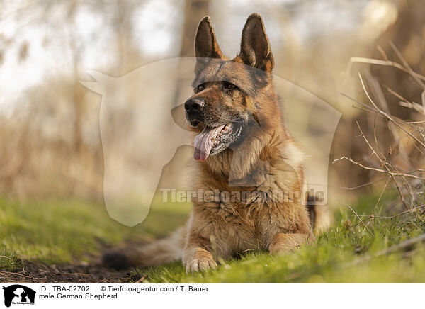 Deutscher Schferhund Rde / male German Shepherd / TBA-02702