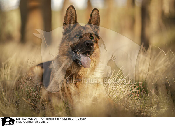 male German Shepherd / TBA-02706
