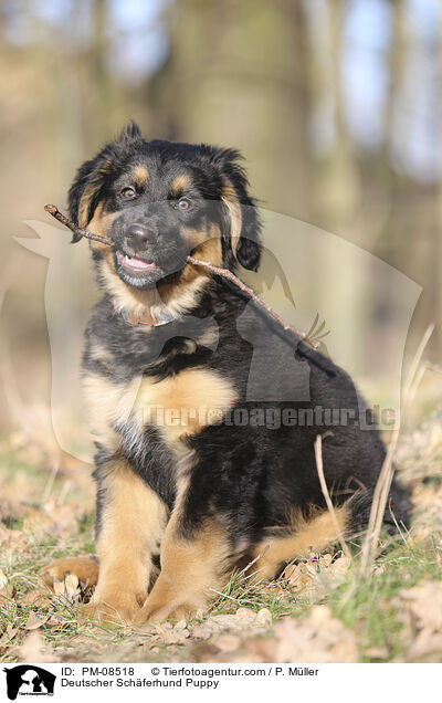 Deutscher Schferhund Welpe / Deutscher Schferhund Puppy / PM-08518