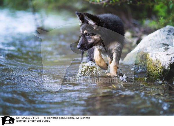 Deutscher Schferhund Welpe / German Shepherd puppy / MASC-01137