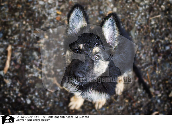 Deutscher Schferhund Welpe / German Shepherd puppy / MASC-01154