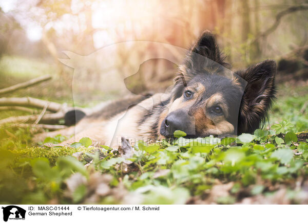 Deutscher Schferhund / German Shepherd / MASC-01444