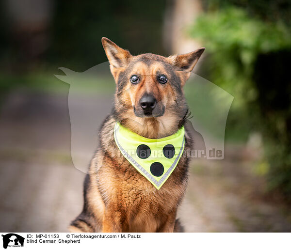 blind German Shepherd / MP-01153