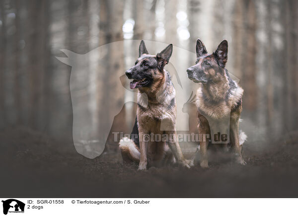 2 Hunde / 2 dogs / SGR-01558