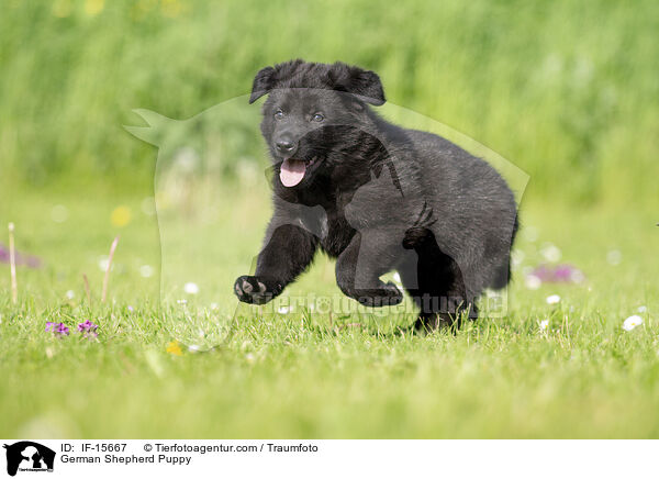 Deutscher Schferhund Welpe / German Shepherd Puppy / IF-15667