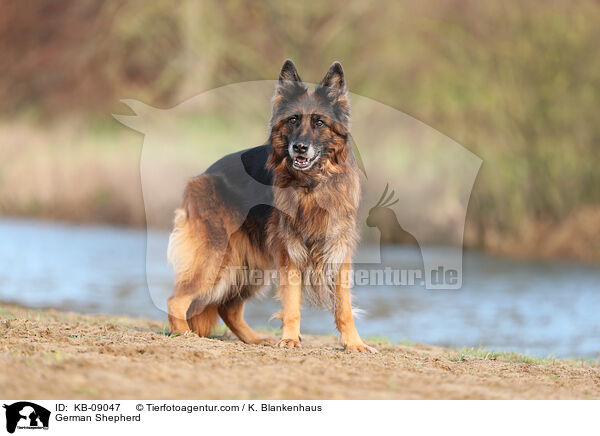 German Shepherd / KB-09047