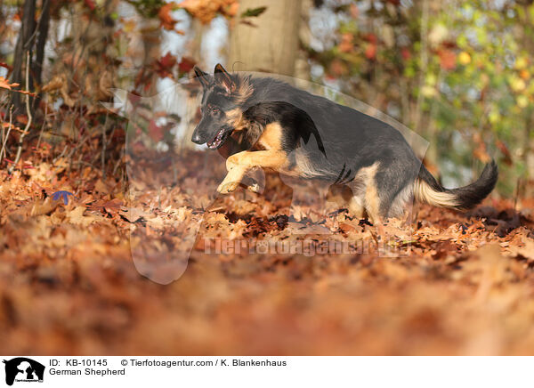 Deutscher Schferhund / German Shepherd / KB-10145