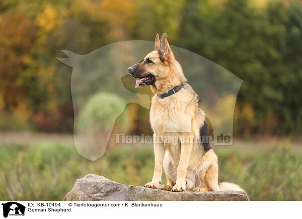 Deutscher Schferhund / German Shepherd / KB-10494