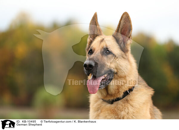 Deutscher Schferhund / German Shepherd / KB-10495