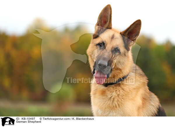 Deutscher Schferhund / German Shepherd / KB-10497