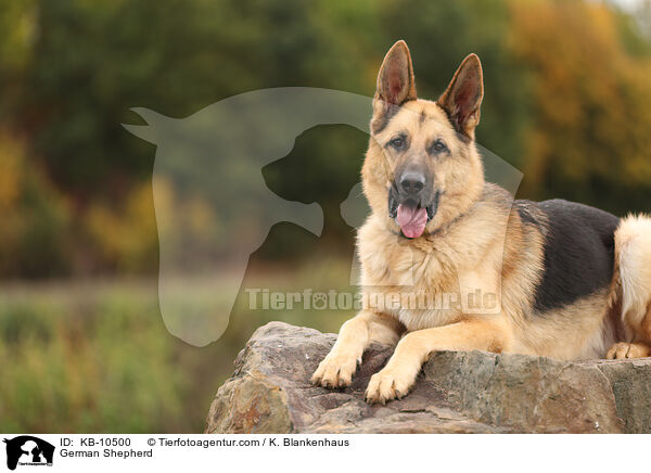 Deutscher Schferhund / German Shepherd / KB-10500