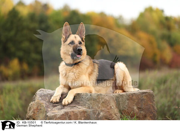 German Shepherd / KB-10501