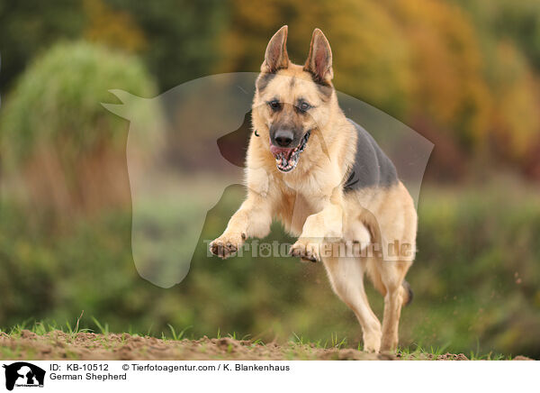 Deutscher Schferhund / German Shepherd / KB-10512