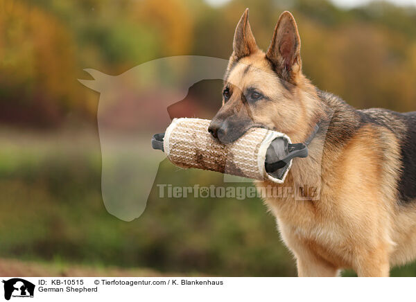 Deutscher Schferhund / German Shepherd / KB-10515