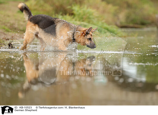 Deutscher Schferhund / German Shepherd / KB-10523