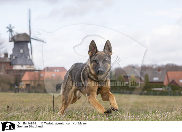 German Shepherd / JM-14894