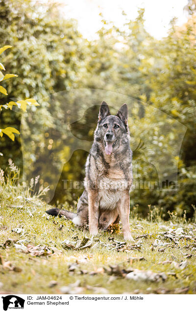 Deutscher Schferhund / German Shepherd / JAM-04624