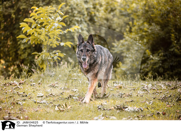 Deutscher Schferhund / German Shepherd / JAM-04625