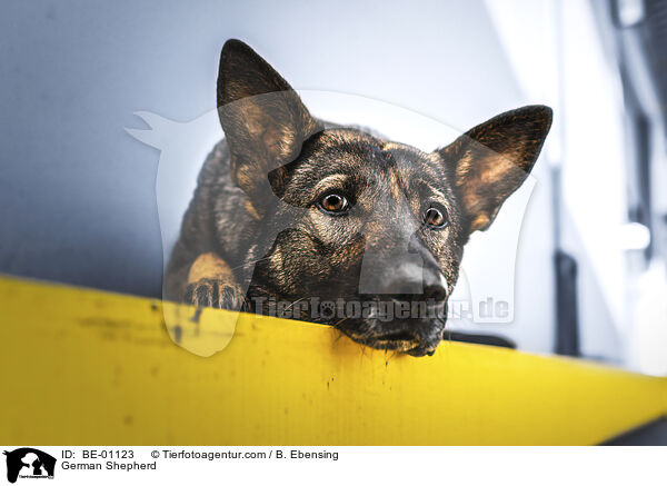 Deutscher Schferhund / German Shepherd / BE-01123
