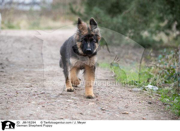 Deutscher Schferhund Welpe / German Shepherd Puppy / JM-16294