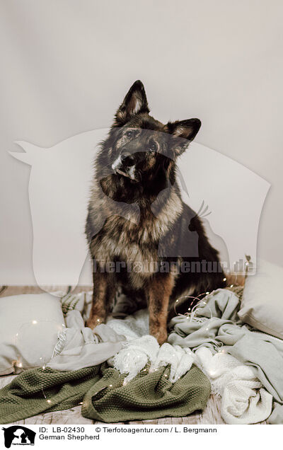 Deutscher Schferhund / German Shepherd / LB-02430