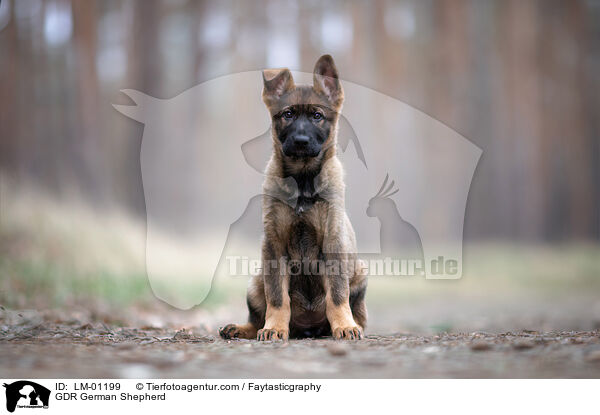 GDR German Shepherd / LM-01199