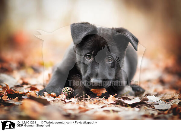 DDR Deutscher Schferhund / GDR German Shepherd / LM-01238