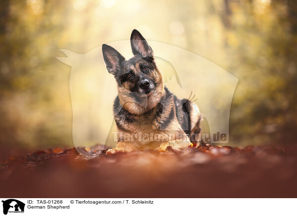 Deutscher Schferhund / German Shepherd / TAS-01268