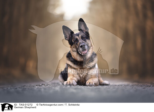 Deutscher Schferhund / German Shepherd / TAS-01272