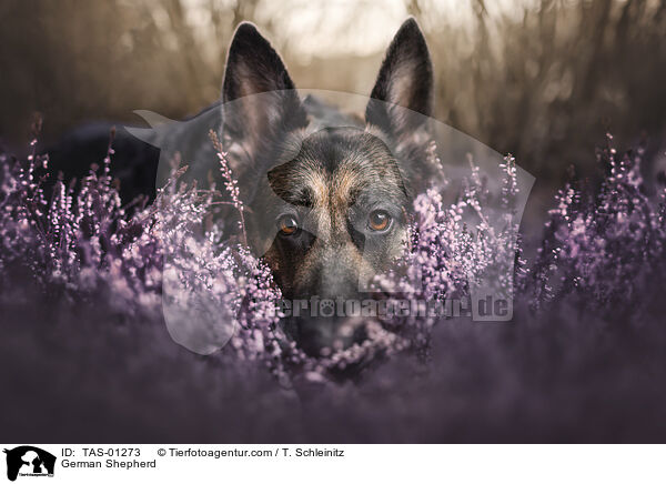 Deutscher Schferhund / German Shepherd / TAS-01273