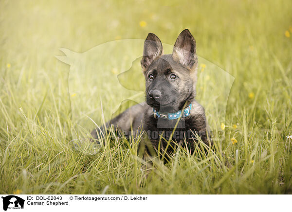 Deutscher Schferhund / German Shepherd / DOL-02043