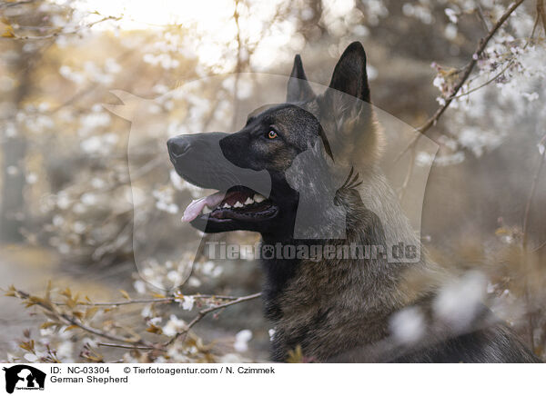 German Shepherd / NC-03304