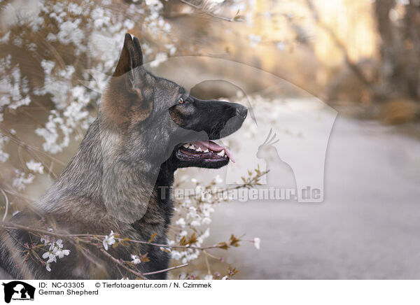 German Shepherd / NC-03305