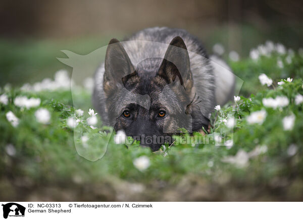 Deutscher Schferhund / German Shepherd / NC-03313