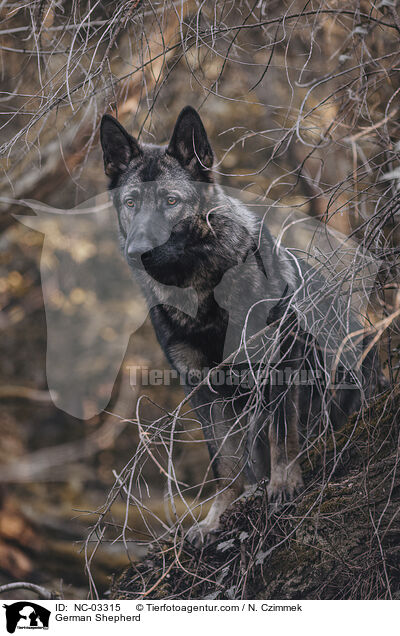 Deutscher Schferhund / German Shepherd / NC-03315