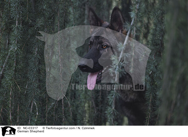 German Shepherd / NC-03317