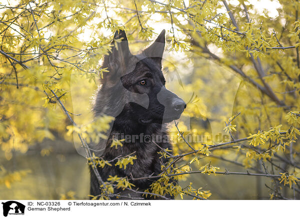 Deutscher Schferhund / German Shepherd / NC-03326