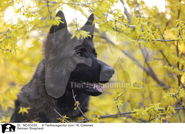 Deutscher Schferhund / German Shepherd / NC-03330