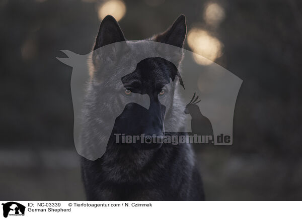 Deutscher Schferhund / German Shepherd / NC-03339