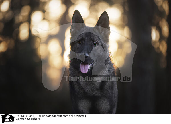 Deutscher Schferhund / German Shepherd / NC-03341