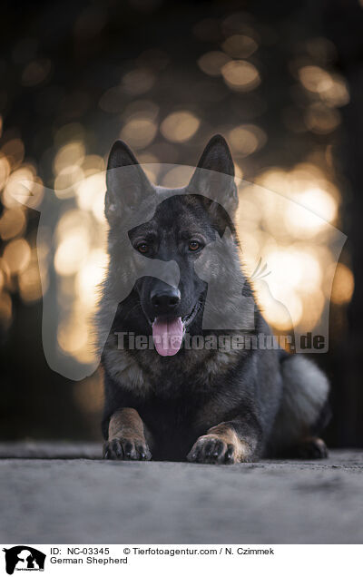 Deutscher Schferhund / German Shepherd / NC-03345