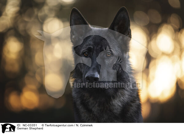 Deutscher Schferhund / German Shepherd / NC-03351