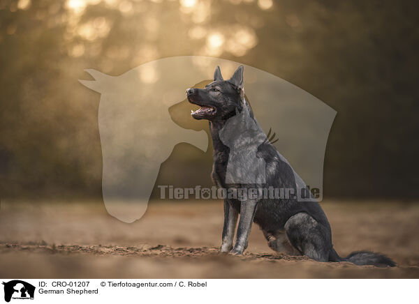 Deutscher Schferhund / German Shepherd / CRO-01207