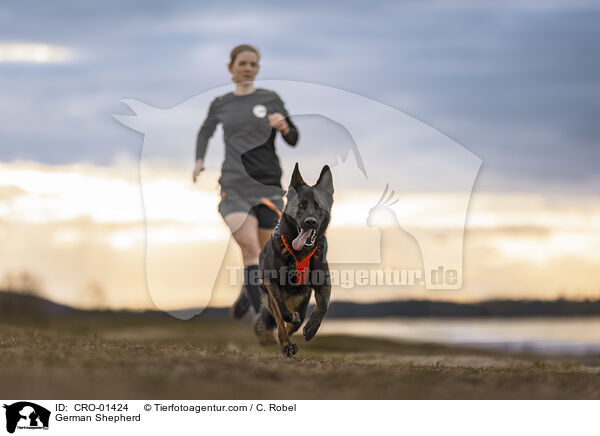 Deutscher Schferhund / German Shepherd / CRO-01424