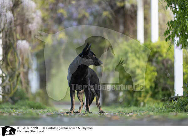 German Shepherd / AH-07729