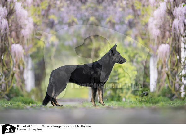 Deutscher Schferhund / German Shepherd / AH-07730