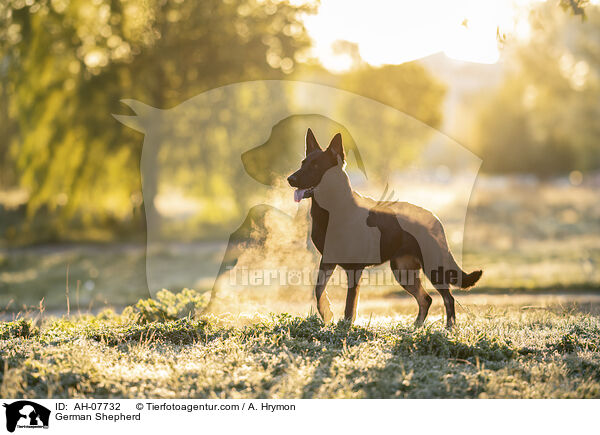 Deutscher Schferhund / German Shepherd / AH-07732