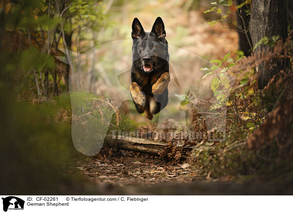 Deutscher Schferhund / German Shepherd / CF-02261