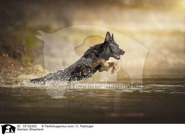 Deutscher Schferhund / German Shepherd / CF-02262